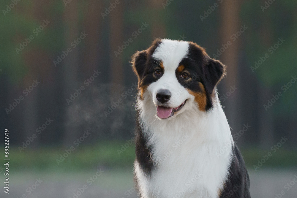 portrait of dog. Australian Shepherd in nature. portrait of dog. Australian Shepherd in nature.