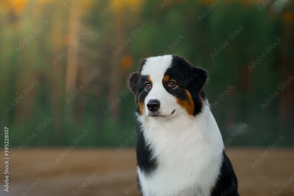 portrait of dog. Australian Shepherd in nature.