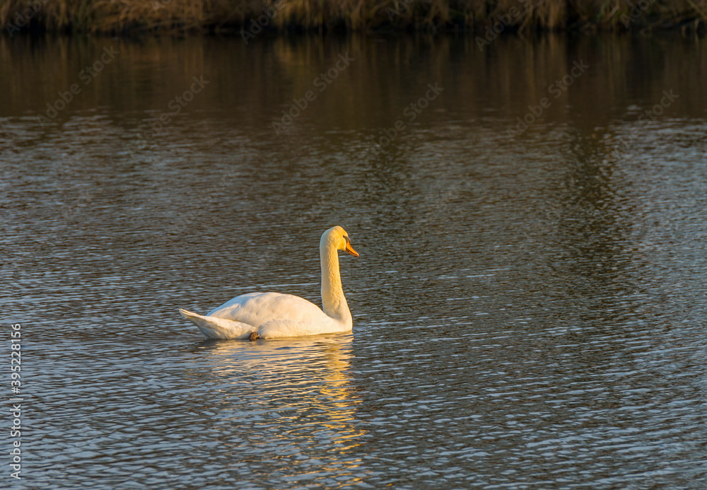 Swan swimming along the edge of a canal at sunset in autumn, Almere, Flevoland, The Netherlands, November 24, 2020 Swan swimming along the edge of a canal at sunset in autumn, Almere, Flevoland, The Netherlands, November 24, 2020