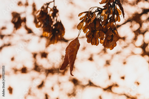 Branches of the tree Tatar Maple (or black Maple, Neklen, Acer tataricum) with bundles of wing seeds and dry leaves autumn in the garden. Close-up shooting against the bright sun. photo