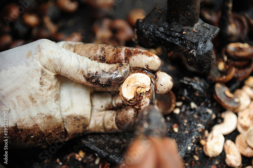 Peeling cashew nuts shell, selective focus