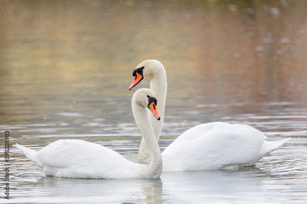 Couple Of common bird Swans on pond in fall season, Czech Republic, Europe wildlife Couple Of common bird Swans on pond in fall season, Czech Republic, Europe wildlife