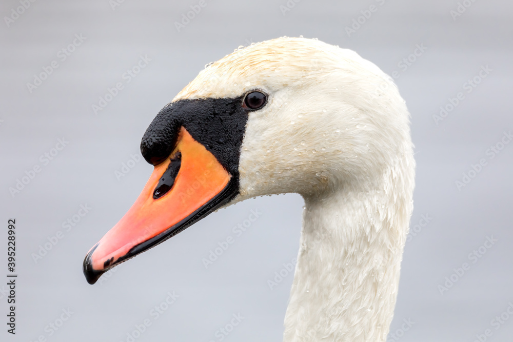 Close up head portrait of common bird white mute swan. Czech Republic, Europe wildlife Close up head portrait of common bird white mute swan. Czech Republic, Europe wildlife