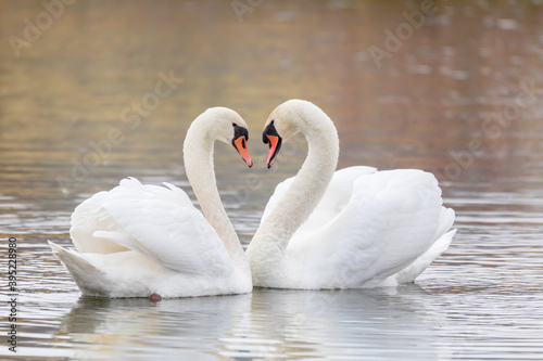 Fototapeta Naklejka Na Ścianę i Meble -  Couple Of Swans Forming Heart on pond in fall season, Czech Republic, Europe wildlife