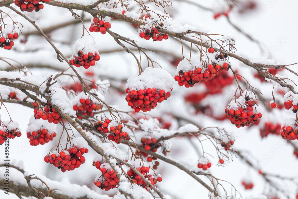 Red Berries on Sorbus aucuparia covered by white snow, commonly called rowan tree. Czech Republic, Europe nature landscape Red Berries on Sorbus aucuparia covered by white snow, commonly called rowan tree. Czech Republic, Europe nature landscape