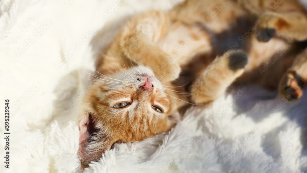Red striped kitten wakes up and stretches on a white pile fluffy blanket. Cute kitten lies on its back and looks at the camera in the rays of sunlight. Hygge and cozy morning concept Red striped kitten wakes up and stretches on a white pile fluffy blanket. Cute kitten lies on its back and looks at the camera in the rays of sunlight. Hygge and cozy morning concept