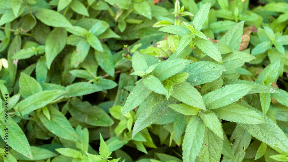 Hemp bushes. Hemp bushes.