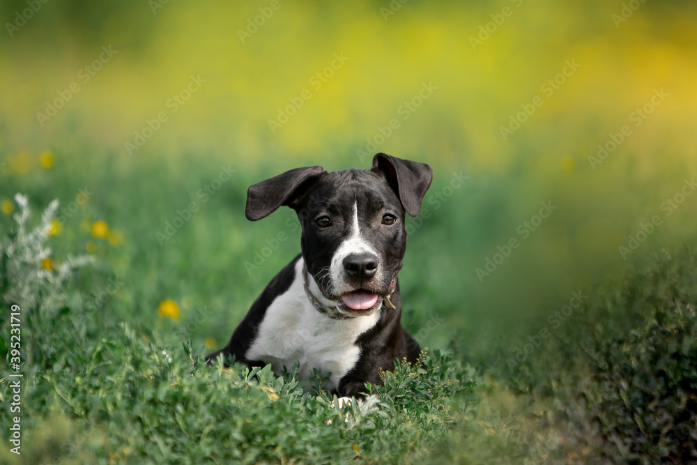 Beautiful American Staffordshire Terrier puppies running on green grass Beautiful American Staffordshire Terrier puppies running on green grass