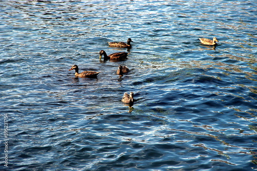 Ducks swim in a dark blue lake.