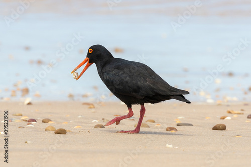 Photos One African black oystercatcher feeding on the beach
