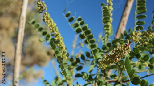 Green immature indehiscent legume fruit of Chaparral Singlepetal Indigo, Amorpha Californica, Fabaceae, native androgyne perennial shrub in the San Bernardino Mountains, Transverse Ranges, Summer. photo