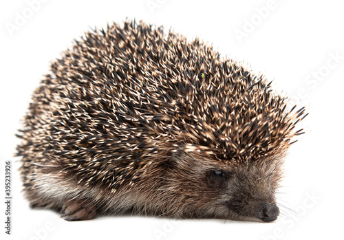 hedgehog on a white background