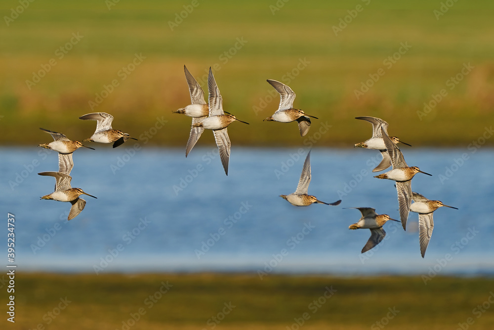 Fototapeta premium Common snipe (Gallinago gallinago)