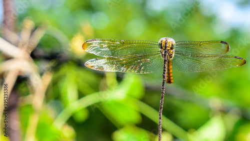 Macro picture of dragonfly, Dragonfly in the natural habitat.
