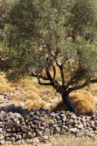 Stone wall paddock in an olive oil tree field in Lesvos island, Greece. Europe.