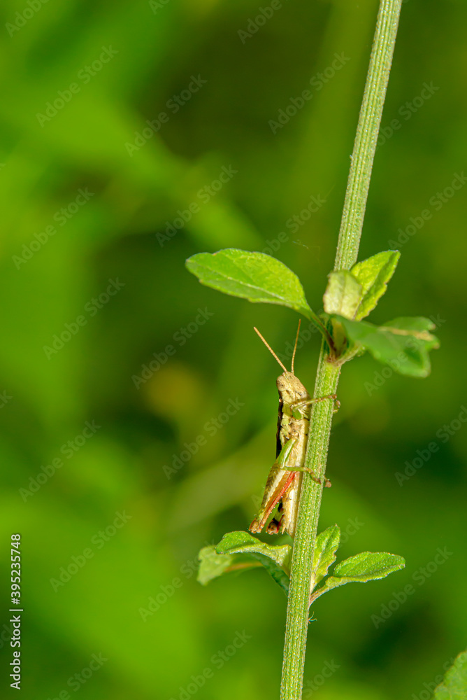 grasshopper hide their enemies. grasshopper hide their enemies.