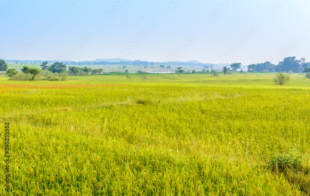 landscape of agricultural paddy (rice) farm fields in the rural parts of India
