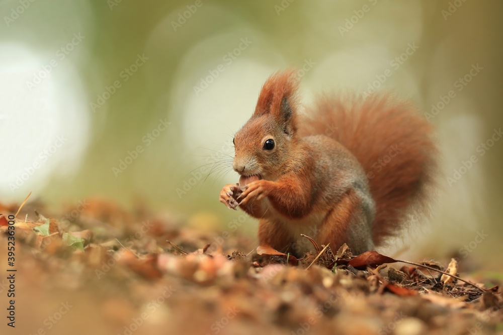 Art view on wild nature. Cute red squirrel with long pointed ears in autumn scene . Wildlife in october forest. . Sciurus vulgaris Art view on wild nature. Cute red squirrel with long pointed ears in autumn scene . Wildlife in october forest. . Sciurus vulgaris