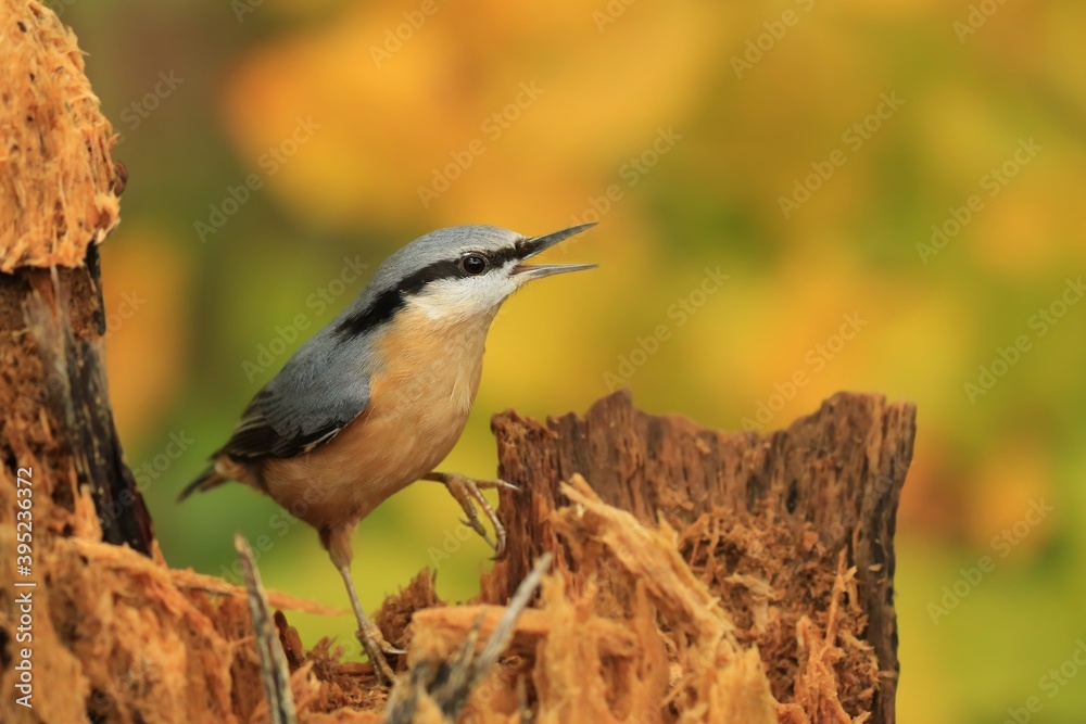 Eurasian nuthatch (Sitta europaea) sits on the stump. nuthatch in the nature habitat. Wildlife scene from fall forest. Eurasian nuthatch (Sitta europaea) sits on the stump. nuthatch in the nature habitat. Wildlife scene from fall forest.