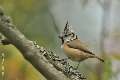 Crested Tit sitting on the branch. Bird in the nature habitat, Portrait of Songbird tit with crest. Wildlife scene from forest. Lophophanes cristatus