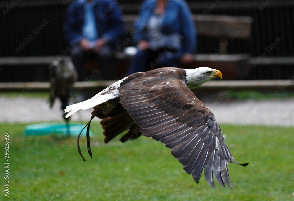 Naklejka premium Flying eagle in a park