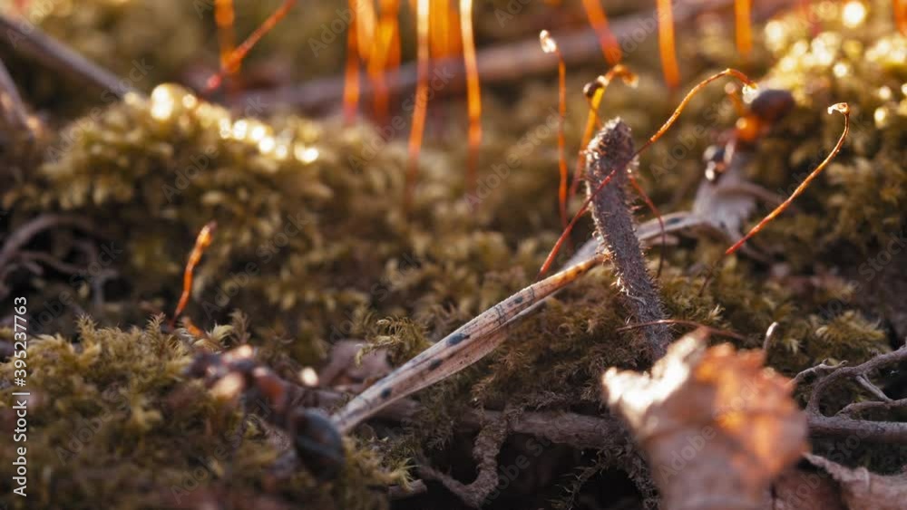 Red Wood Ants crawling around Red Wood Ants crawling around