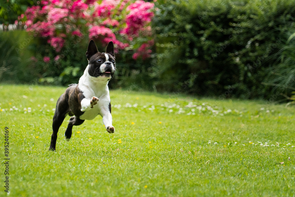 Boston terrier dog puppy running trough field playing