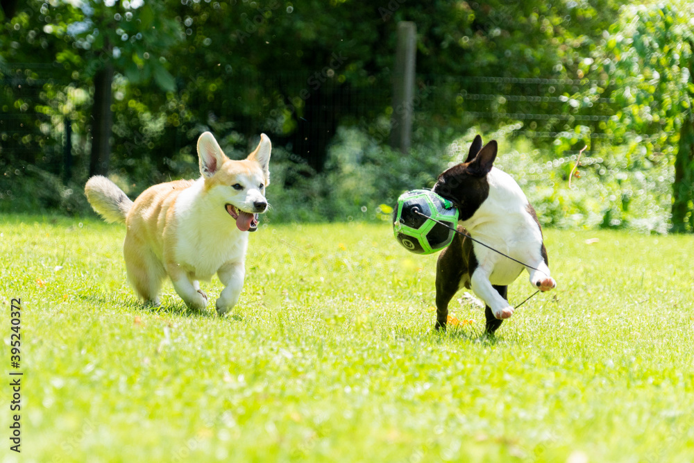 Corgi and boston terrier sales