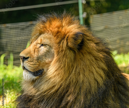adult male of barbary lion  Panthera leo leo  portrait