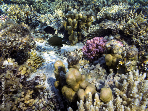 Underwater coral reef and sea urchin