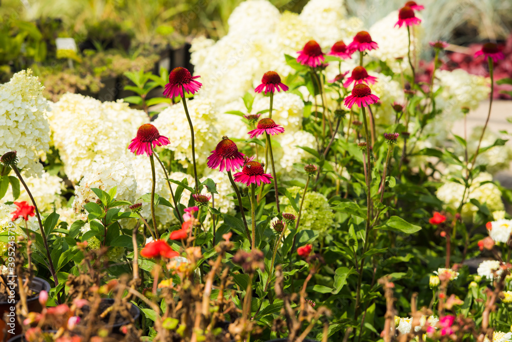 Growing the medicinal plant Echinacea in a summer flower bed Growing the medicinal plant Echinacea in a summer flower bed