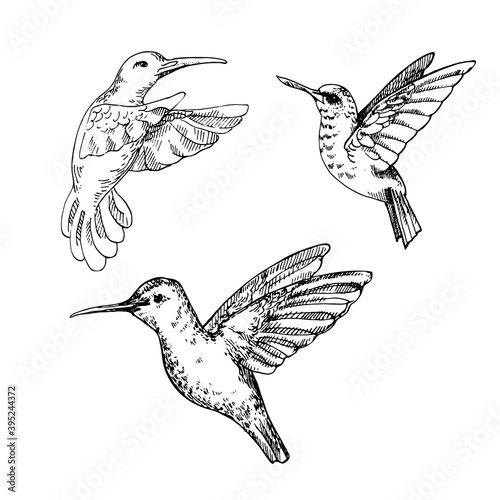 Hand drawn vector illustration of humming bird set. Natural outline clipart for print, card, textil design