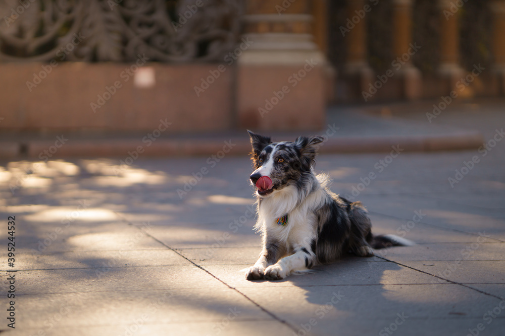 obedient dog in the city. border collie on architecture background. Pet travel
