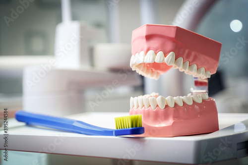 Model of a human jaw and toothbrush in a dental office.