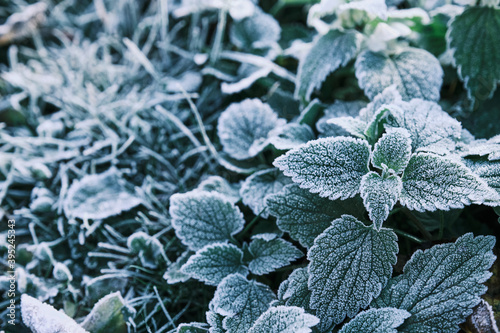 Foto Partial focus Photo of nettle mint leaves covered with frost