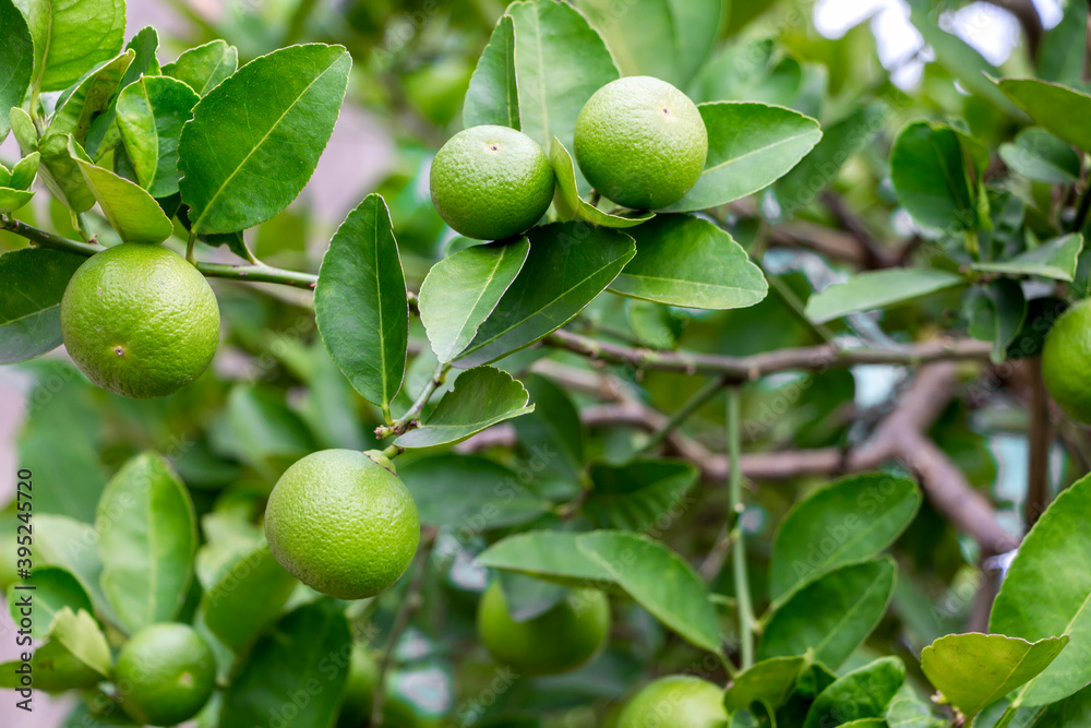 Fresh lemon and leaves planted in the farm. Fresh lemons are used for cooking and contain vitamin C, which is beneficial for the body. Fresh lemon and leaves planted in the farm. Fresh lemons are used for cooking and contain vitamin C, which is beneficial for the body.
