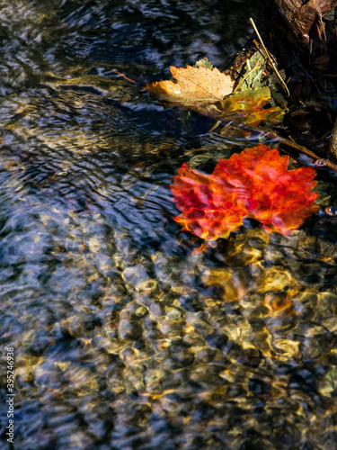 a red autumn leaf under a stream of water