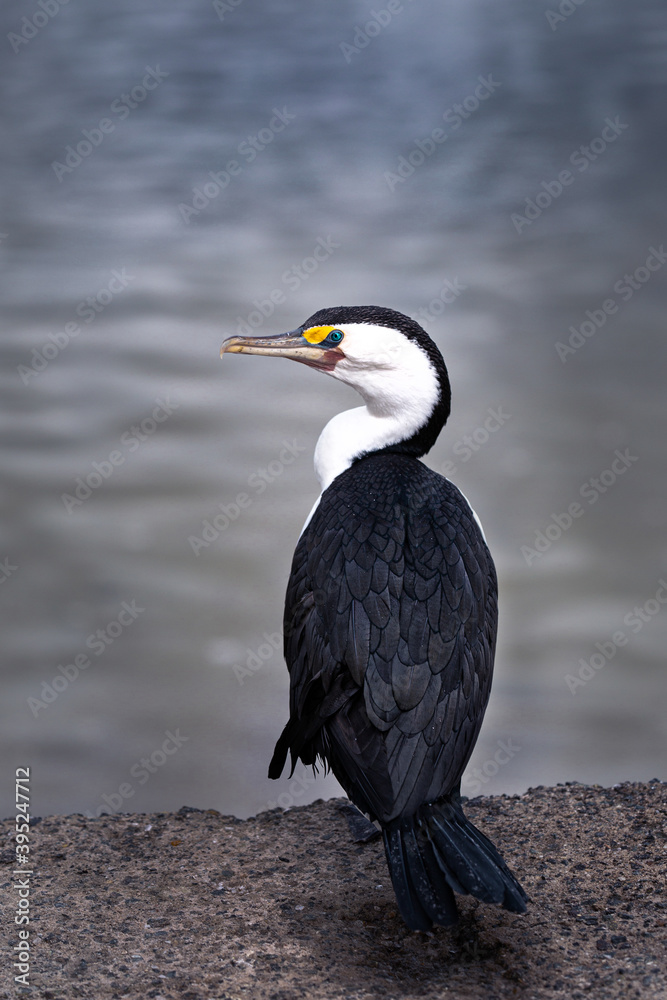 Obraz premium Bird posing in front of water