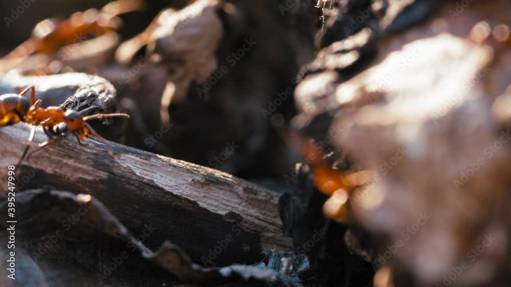 Red Wood Ants crawling around Red Wood Ants crawling around