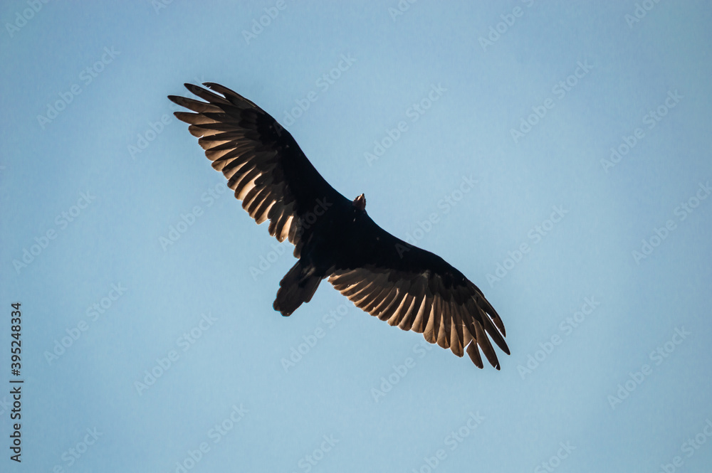 Fototapeta premium vulture in flight
