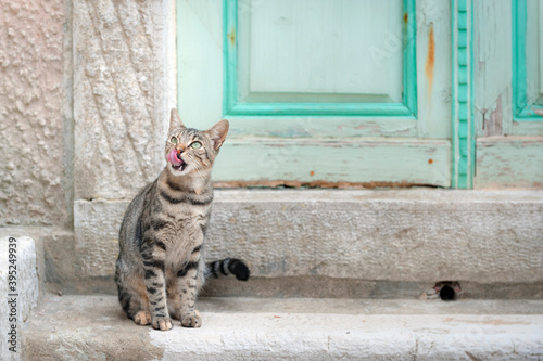 Streunerkatze
