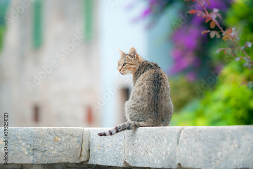 Streunerkatze