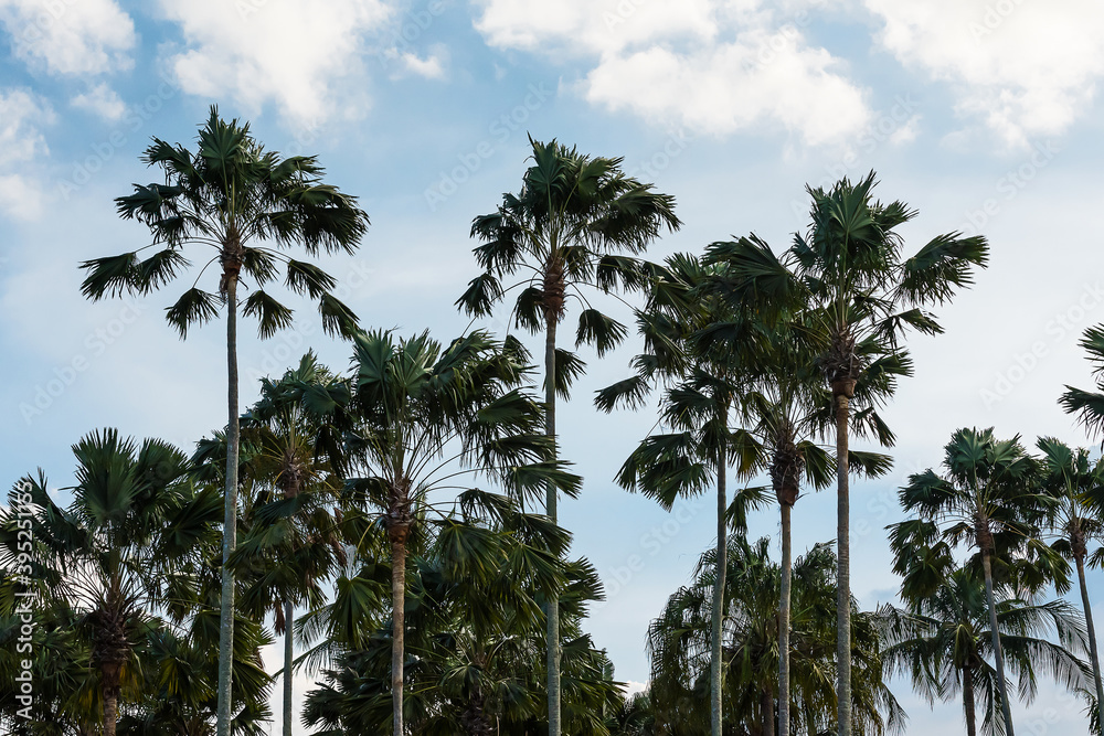 Obraz premium Palm trees on the beautiful blue sky background
