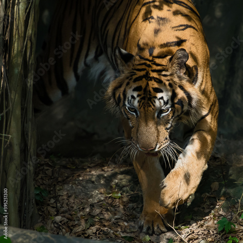 The tiger went out of the shadows to find food.