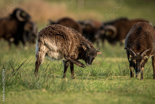 soay sheep full body portrait scratching photo