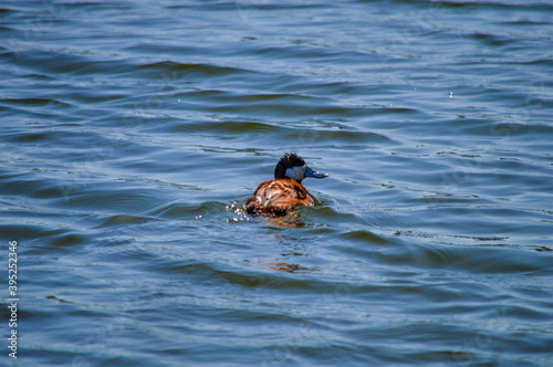 duck in lake
