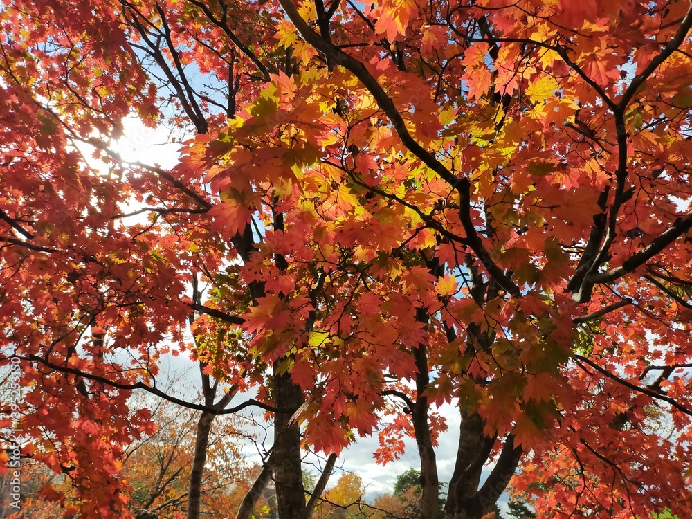 red leaves