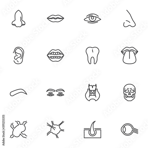 Human face parts line icons set, outline vector symbol collection, linear style pictogram pack. Signs, logo illustration. Set includes icons as body parts, nose, lips, eye, ear, tooth, eyebrow