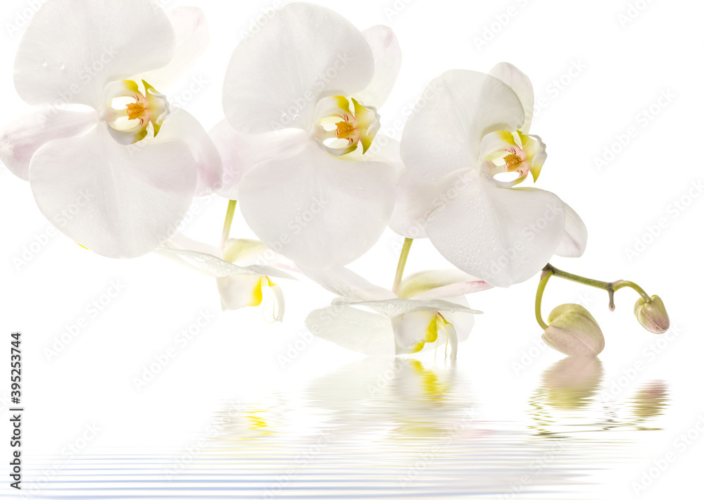 white orchid flower white orchid flower