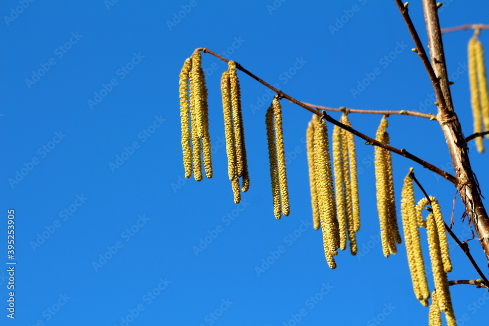 Naklejka premium Close up of Common hazel or Corylus avellana large shrub plant single branch full of densely growing yellow catkins blossom on clear blue sky background of cold sunny winter day